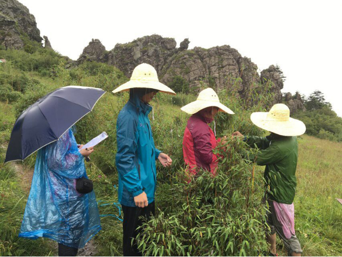 暴雨中的箭竹组实验